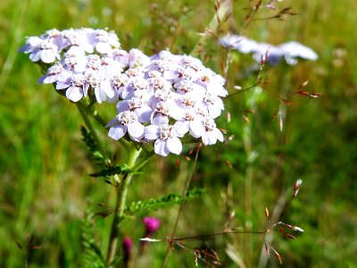 (Asterales: Asteraceae) Achillea millefolium, Röllika / Yarrow