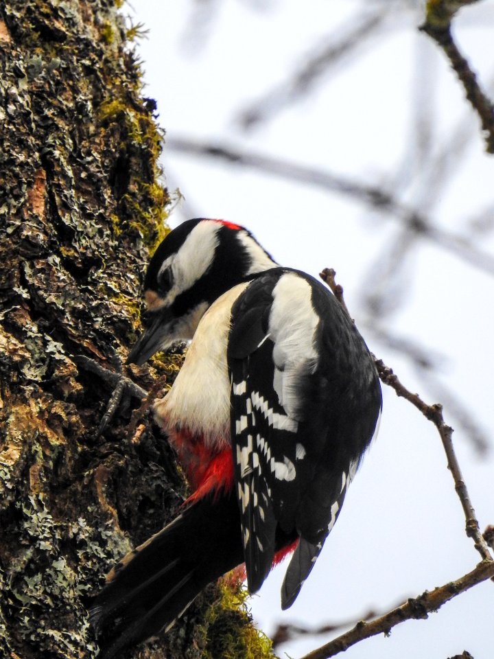 (Piciformes: Picidae) Dendrocopos major ♂, Större hackspett / Great spotted woodpecker
