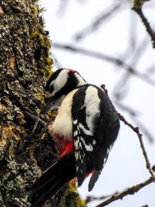 (Piciformes: Picidae) Dendrocopos major ♂, Större hackspett / Great spotted woodpecker