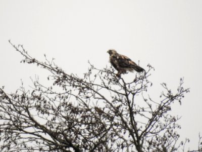 (Accipitriformes: Accipitridae) Buteo lagopus, Fjällvråk / Rough-legged buzzard photo