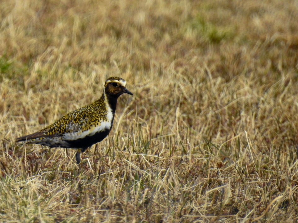 (Charadriiformes: Charadriidae) Pluvialis apricaria, Ljungpipare / Golden plover