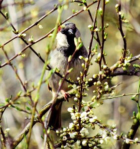 House Sparrow in the bush