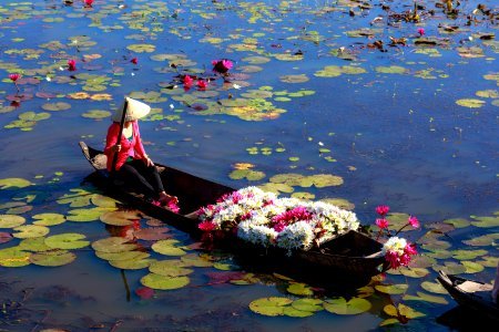Collecting lotus flowers, Vietnam