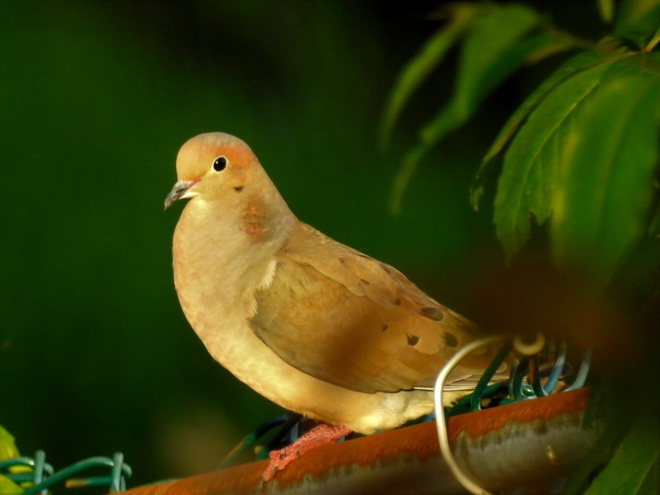 (Columbiformes: Columbidae) Zenaida macroura, Spetsstjärtad duva / Mourning dove