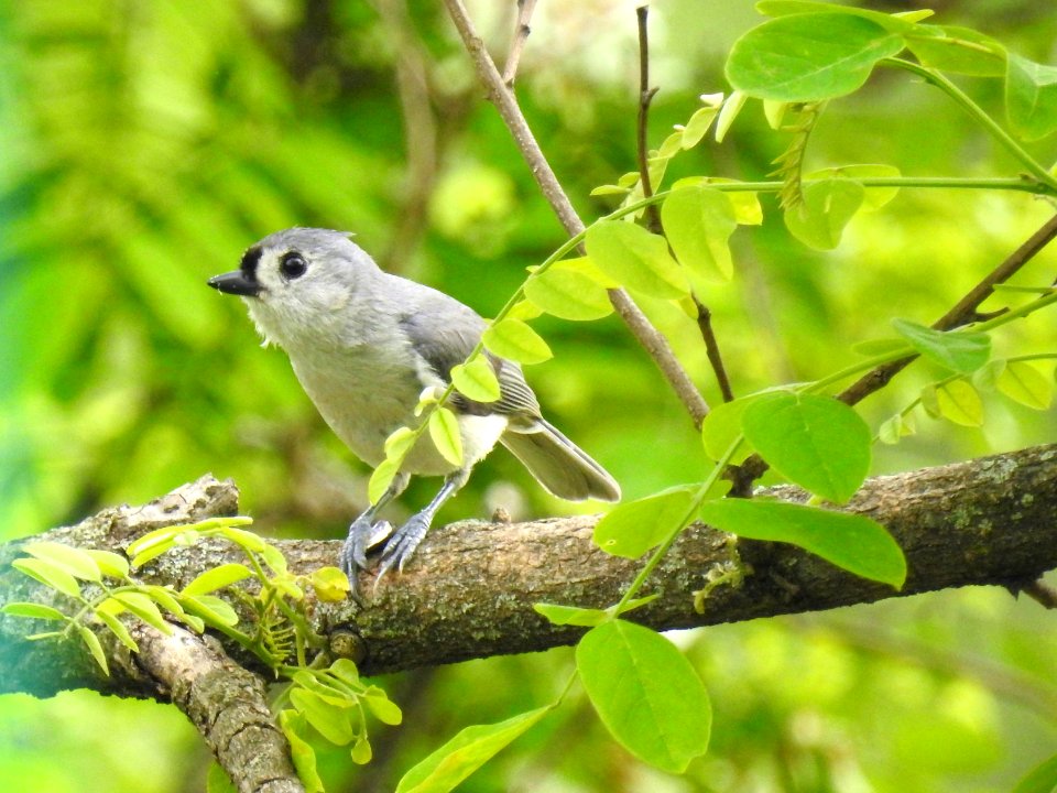 (Passeriformes: Paridae) Baeolophus bicolor, Östlig gråmes / Tufted titmouse