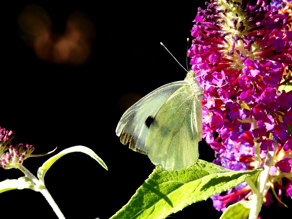 (Lepidoptera: Pieridae) Pieris brassicae, Kålfjäril / Large white