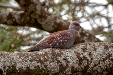 (Columbiformes: Columbidae) Columba guinea, Guineaduva / Speckled pigeon