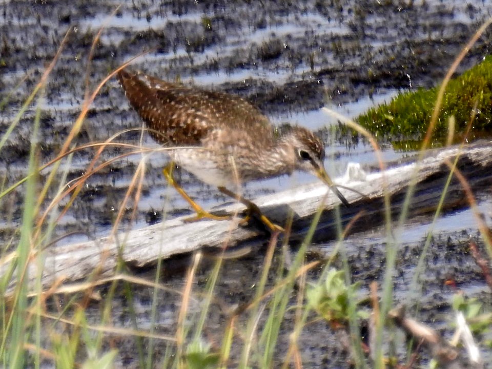 (Charadriiformes: Scolopacidae) Tringa glareola, Grönbena / Wood sandpiper