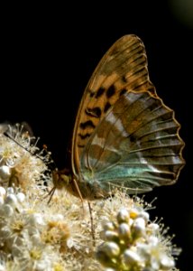 (Lepidoptera: Nymphalidae) Argynnis paphia ♀, Silverstreckad pärlemorfjäril / Silver-washed fritillary photo