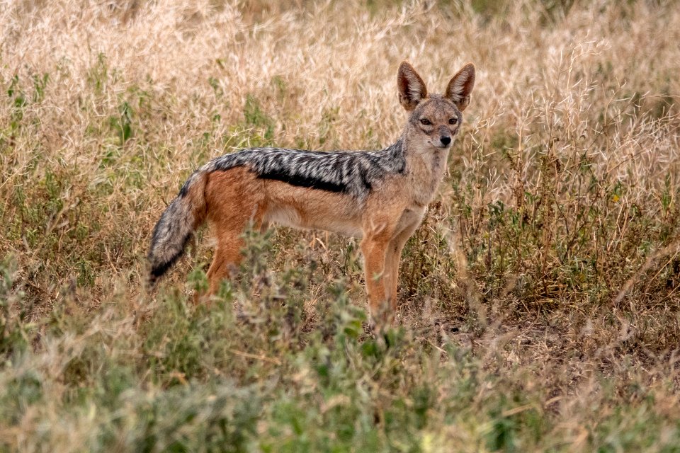(Carnivora: Canidae) Canis mesomelas, Schabrakschakal / Black-backed jackal