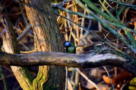Great tit on a tree bark