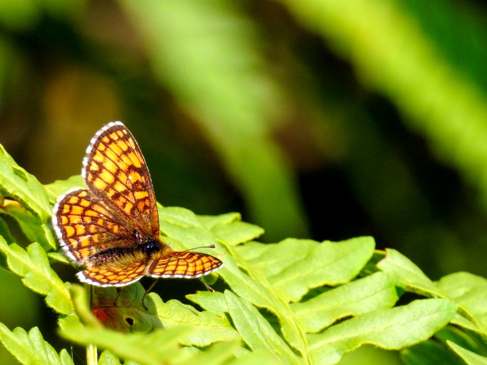 (Lepidoptera: Nymphalidae) Melitaea athalia, Skogsnätfjäril / Heath fritillary