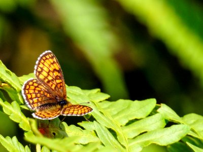 (Lepidoptera: Nymphalidae) Melitaea athalia, Skogsnätfjäril / Heath fritillary