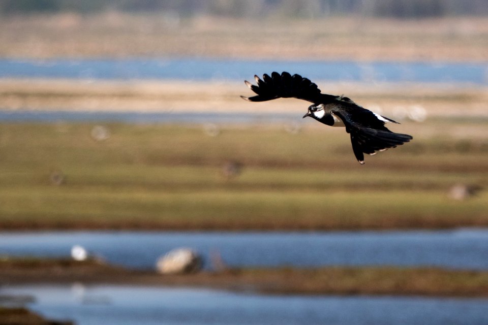 (Charadriiformes: Charadriidae) Vanellus vanellus, Tofsvipa / Lapwing