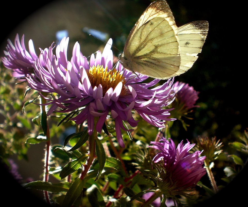 Autumn flowers gonepteryx rhamni
