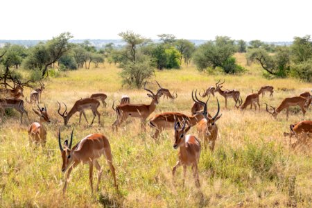 (Artiodactyla: Bovidae) Aepyceros melampus ♂, Impala