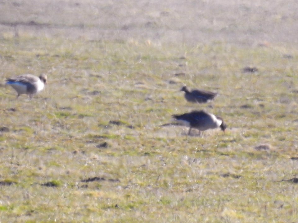 (Anseriformes: Anatidae) Anser erythropus, Fjällgås / Lesser white-fronted goose