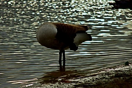 Canada Goose in early spring