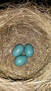 Blue springtime brown egg photo