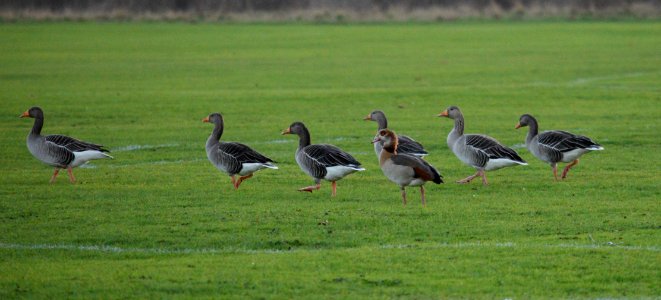 Geese strolling on the football pitch