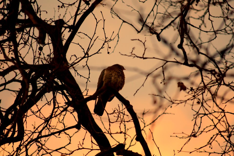 Woodpigeon admiring the sunset
