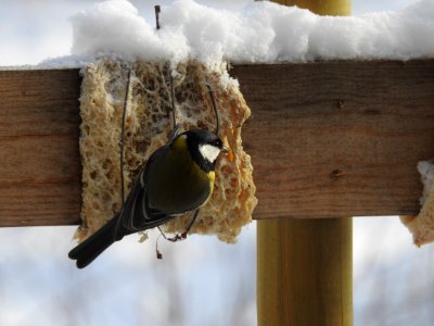 (Passeriformes: Paridae) Parus major, Talgoxe / Great tit photo