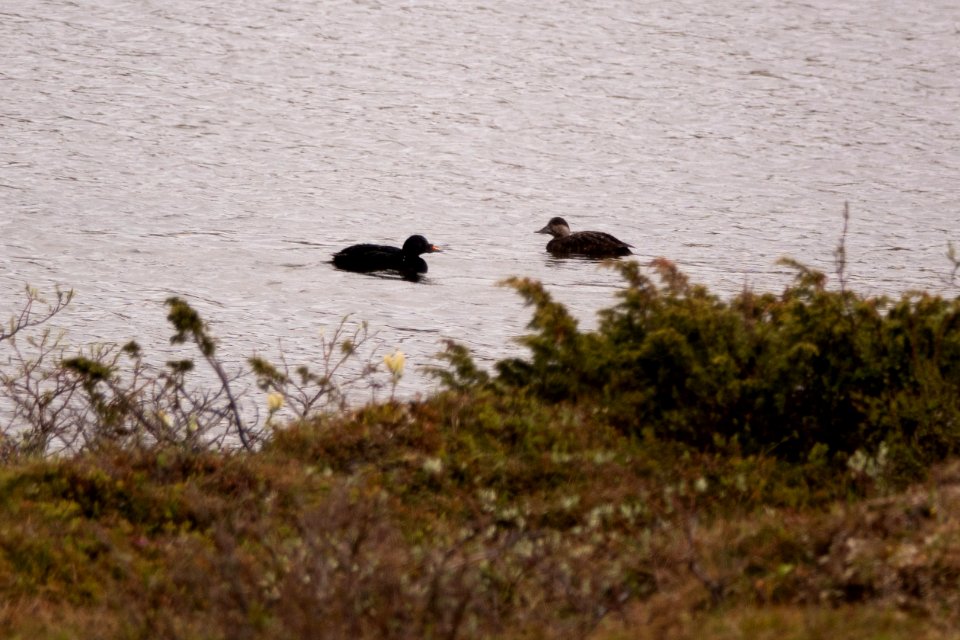 (Anseriformes: Anatidae) Melanitta nigra, Sjöorre / Scoter