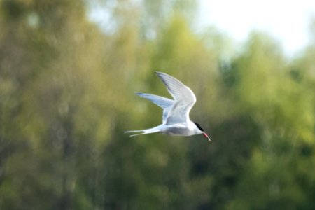 (Charadriiformes: Laridae) Sterna hirundo, Fisktärna / Tern