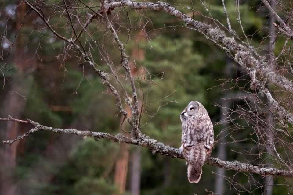 (Strigiformes: Strigidae) Strix nebulosa, Lappuggla / Great grey owl