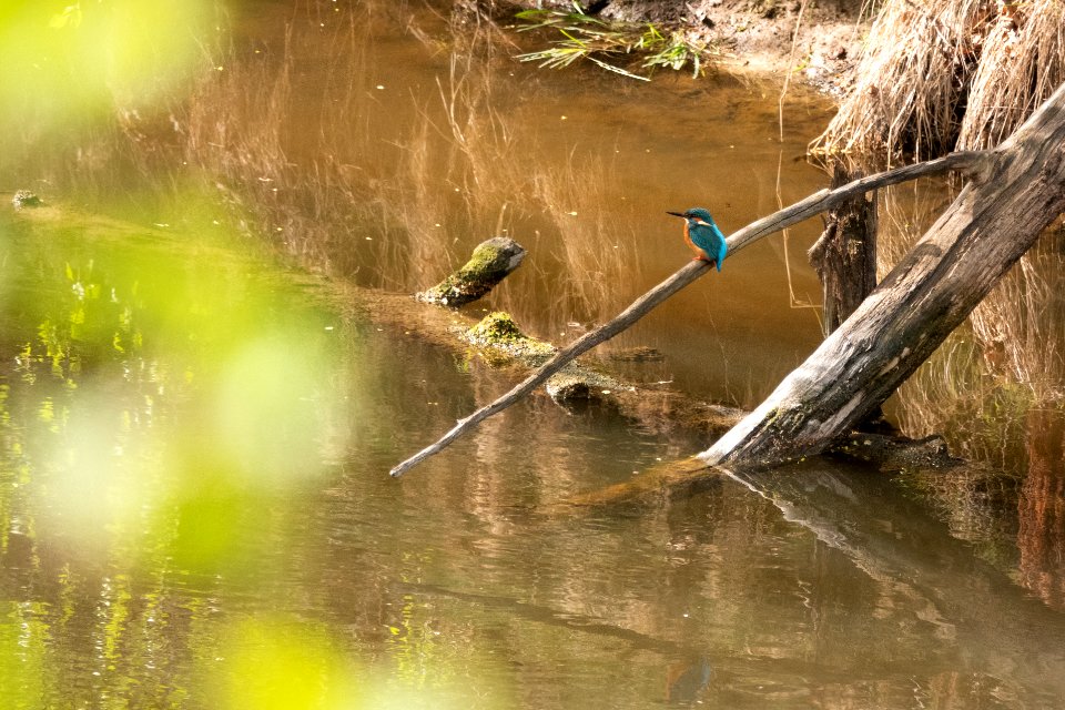 (Coraciiformes: Alcedinidae) Alcedo atthis, Kungsfiskare / Kingfisher