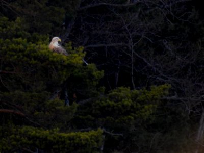 (Accipitriformes: Accipitridae) Haliaeetus albicilla, Havsörn / White-tailed eagle