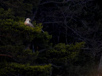 (Accipitriformes: Accipitridae) Haliaeetus albicilla, Havsörn / White-tailed eagle photo