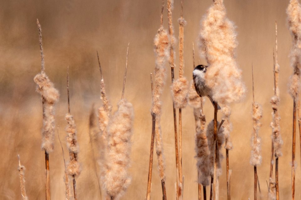 (Passeriformes: Emberizidae) Emberiza schoenclus, Sävsparv / Reed bunting