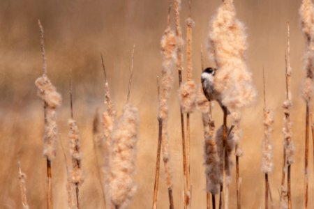 (Passeriformes: Emberizidae) Emberiza schoenclus, Sävsparv / Reed bunting photo