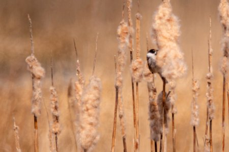 (Passeriformes: Emberizidae) Emberiza schoenclus, Sävsparv / Reed bunting