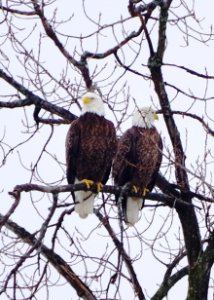 Bald Eagle pair photo