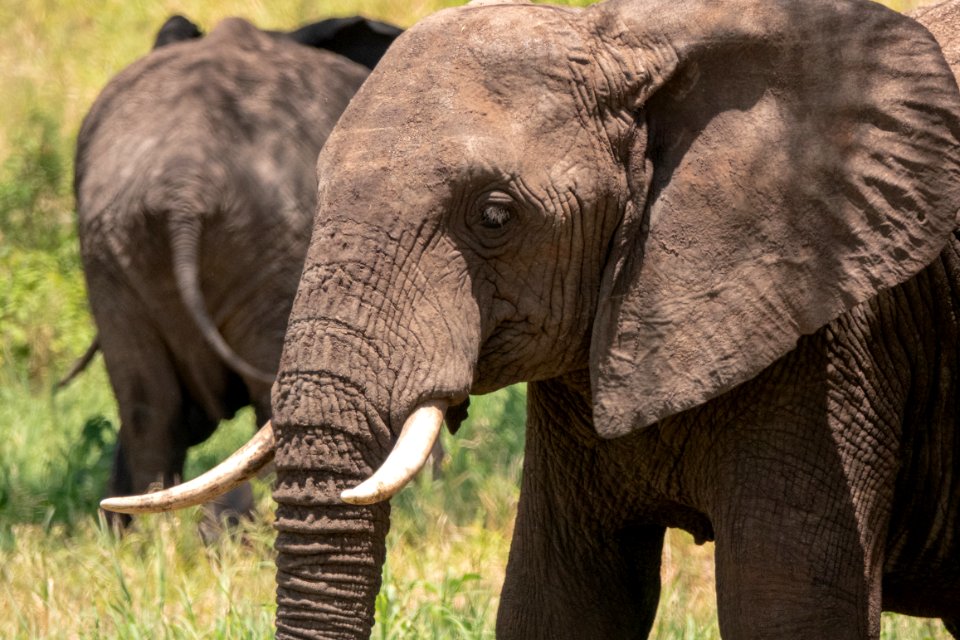 (Proboscidea: Elephantidae) Loxodonta africana, Savannelefant / African bush elephant