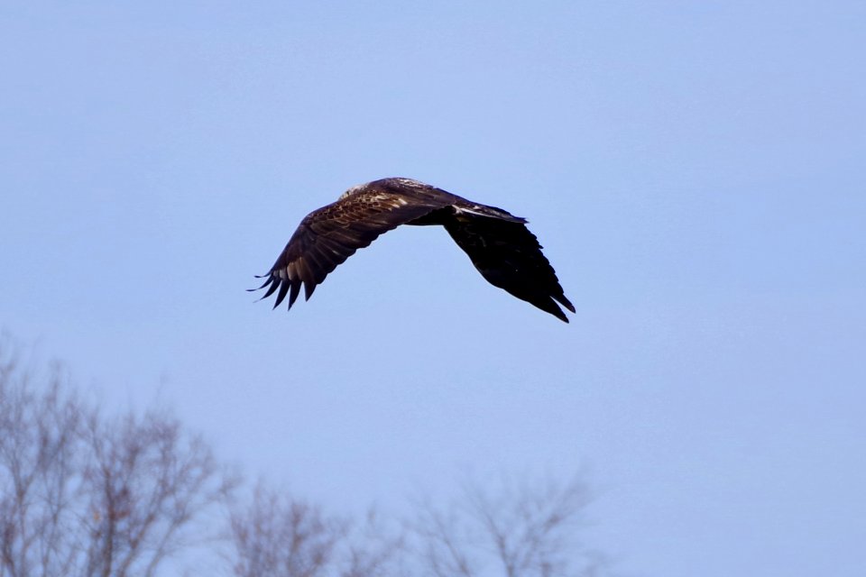 Young Bald Eagle 2
