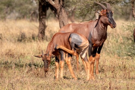 (Artiodactyla: Bovidae) Damaliscus lunatus, Topi