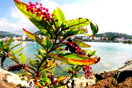 Çayeli Rize