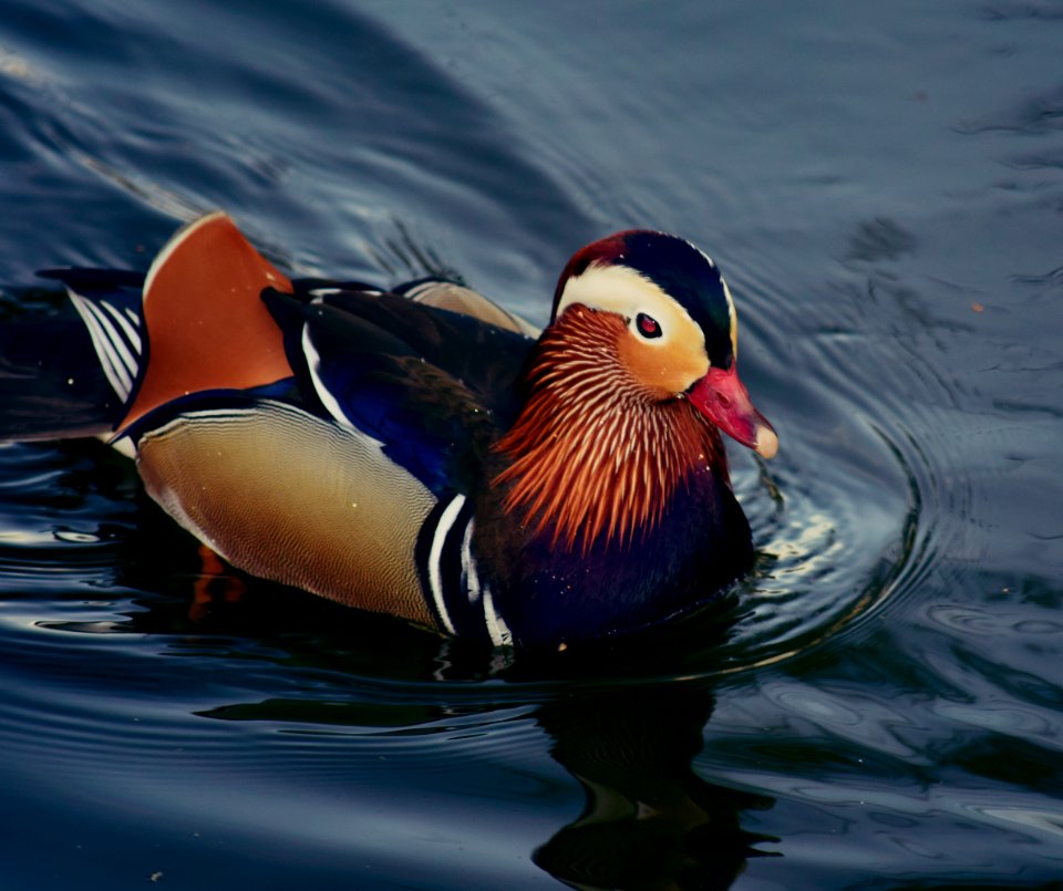 Mandarin Duck