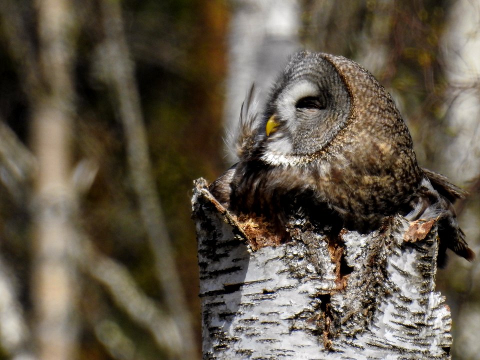 (Strigiformes: Strigidae) Strix nebulosa ♀, Lappuggla / Great grey owl