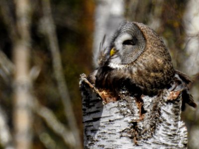(Strigiformes: Strigidae) Strix nebulosa ♀, Lappuggla / Great grey owl