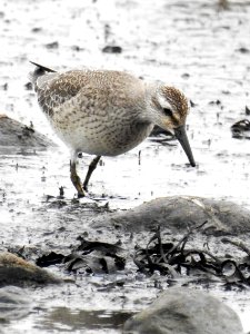 (Charadriiformes: Scolopacidae) Calidris canutus, Kustsnäppa / Red knot