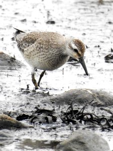 (Charadriiformes: Scolopacidae) Calidris canutus, Kustsnäppa / Red knot photo