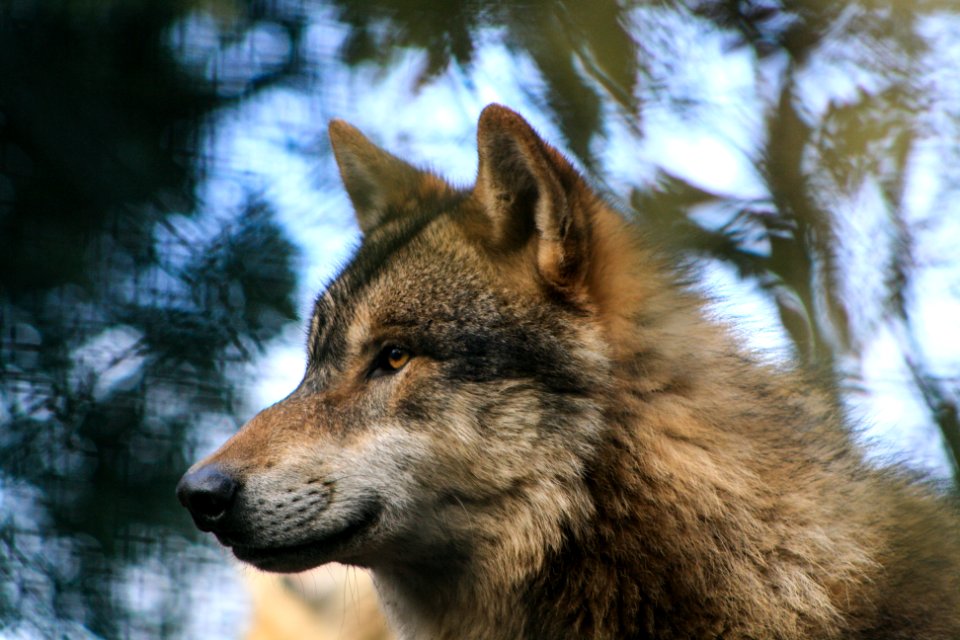Dublin Zoo Wolf 2