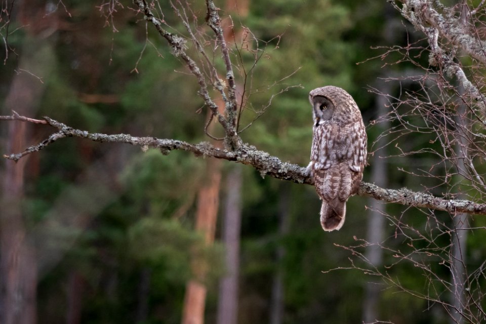 (Strigiformes: Strigidae) Strix nebulosa, Lappuggla / Great grey owl