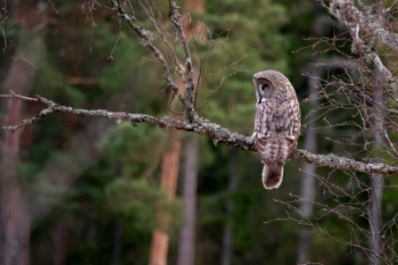 (Strigiformes: Strigidae) Strix nebulosa, Lappuggla / Great grey owl