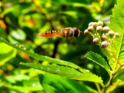 (Diptera: Syrphidae) Episyrphus balteatus, Flyttblomfluga / Marmalade hoverfly