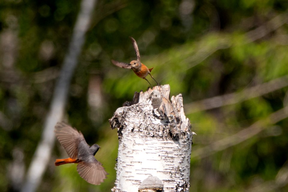 (Passeriformes: Muscicapidae) Phoenicurus phoenicurus, Rödstjärt / Redstart